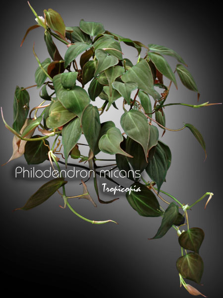 Philodendron - Philodendron micans - Velvet-leaf vine